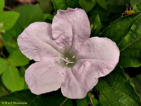 {Ruellia caroliniensis}